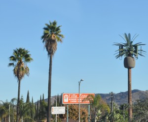 Cell Tower and Palm Trees