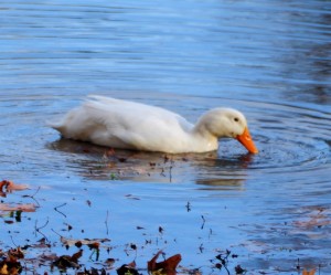 Duck (b), Le Fleur Bluff State Park, Jackson, MS - 2013-12-11