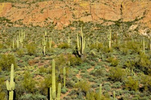 Apache Trail (d) Between Apache Junciton and Tortilla Flat, AZ - 2014-01-06