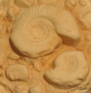 Fossil 2