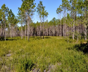 Long Needle Pines and Low Undergrowth (a), Conservation Park, Panama City Beach, FL - 2014-01-19