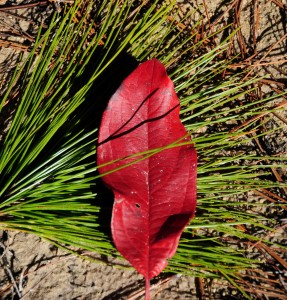Red Leaf and Long Needle Pine Bow, Conservation Park, Panama City Beach, FL - 2014-01-19