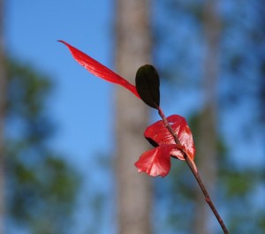 Red Leaves (b), Conservation Park, Panama City Beach, FL - 2014-01-19