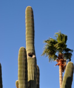 Saguaro Cactus with Hole, Apache Junction, AZ - 2014-01-06