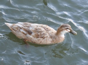 [Unknown] Duck (a), Oak Grove Park Marina, Grapevine, TX