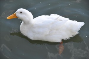 [Unknown] Duck (d), Oak Grove Park Marina, Grapevine, TX