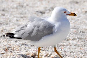 [Unknown] Gull (b), South Beach, Marco island, FL - 2014-02-22
