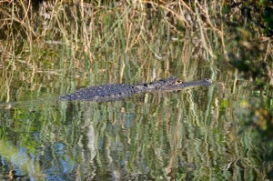Alligator (c), Shark River Valley, Miami, FL - 2014-03-09