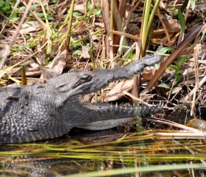 Alligator (e), Shark River Valley, Miami, FL - 2014-03-09