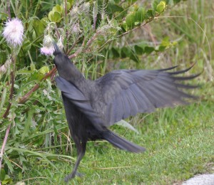 Crow After Thistle (a), Shark River Valley, Miami, FL - 2014-03-09