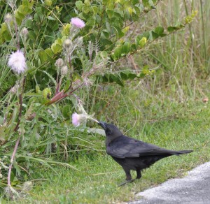 Crow After Thistle (d), Shark River Valley, Miami, FL - 2014-03-09