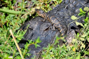 Alligator Baby on Mother's Head (b), Shark River Valley, Shark River, FL - 2014-03-26