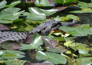 Alligator (c), Shark River Valley, Shark River, FL - 2014-03-26