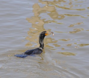 Comorant with Fish in Its Mouth, Daufuskie Island, SC - 2014-04-10