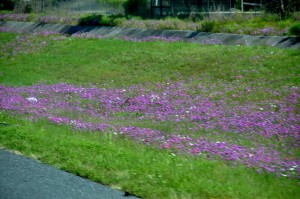 Roadside wildflowers
