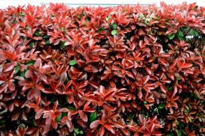 RED Plant