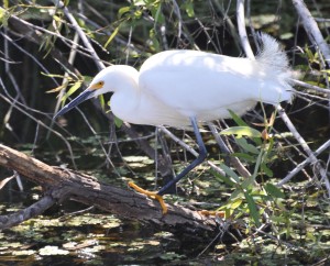 Snowy Egret (a), Shark River Valley, Shark River, FL - 2014-03-26