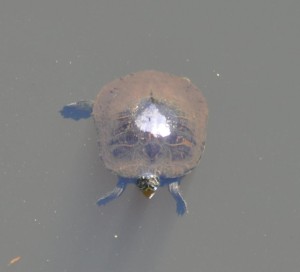Turtle, Shark River Valley, Shark River, FL - 2014-03-26