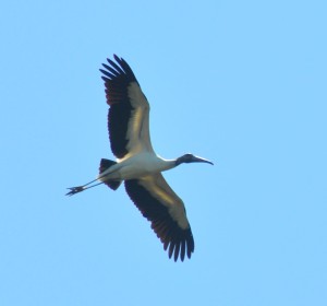 Wood Stork in Flight (a), Melrose Inn Resort, Daufuskie Island, SC - 2014-04-10