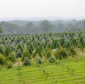 A Christmas tree farm