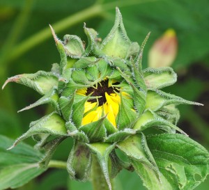 Emerging Sunflower, Mattheai Botanical Gardens, Saline, MI - 2014-07-28