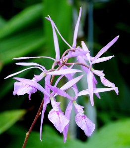 Epidendrum Nemorial, Mattheai Botanical Gardens, Saline, MI - 2014-07-28