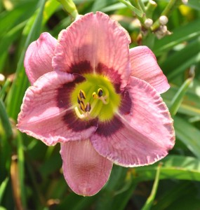 Lily (Pink), Mattheai Botanical Gardens, Saline, MI - 2014-07-28
