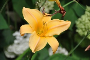 Lily (Yellow), Bill Irvine's Backyard, Livonia, MI - 2014-07-29