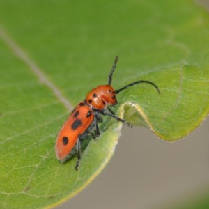 Orange Bug, Mattheai Botanical Gardens, Saline, MI - 2014-07-28