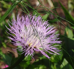 [Unknown] Purple Flower, Mattheai Botanical Gardens, Saline, MI - 2014-07-28