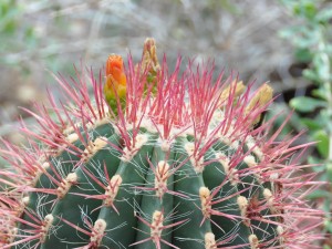Barrel Cactus Flower