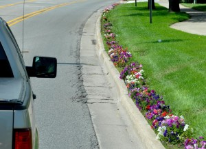 Charlesvoix Roadside Flowers c