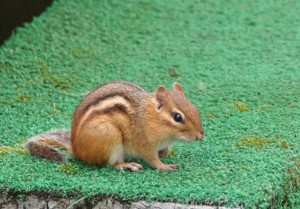 and one lonely chipmunk