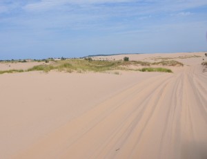 Dune Ride (f), MacWoods, Silver Lake State Park, MI - 2014-08-24
