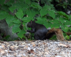 Fox Squirrel, Old Mission Peninsula, MI - 2014-08-18