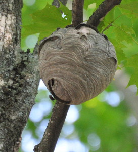 Paper Wasp Nest, Newberry-Tahquamenon Falls KOA, Newberry, MI - 2014-08-08