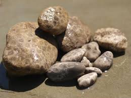 Petoskey Stones (unpolished)