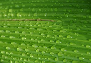 Water Droplets on a Fern Grass Leaf