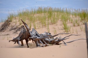 Remains of Buried Trees (e), Silver Lake Dunes State Park, MI - 2014-08-24
