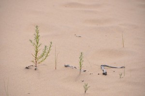 Seedlings (b), Silver Lake Dunes State Park, MI - 2014-08-24