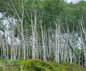Stand of White Birchees Between Minising and Marquette, MI - 2104-08-12