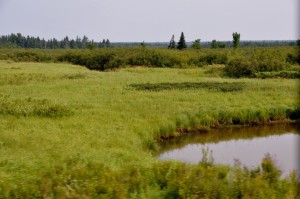 Tundra-like forest