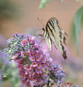 [Unknown] Butterfly (a), Windmill Island Gardens, Holland, MI - 2014-08-27