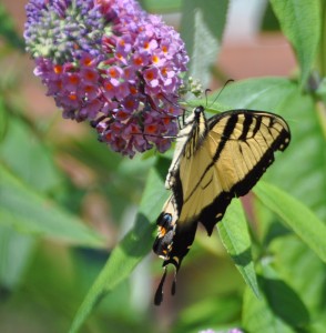 [Unknown] Butterfly (c), Windmill Island Gardens, Holland, MI - 2014-08-27