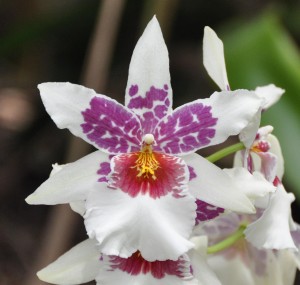 [Unknown] Orchid (b), Frederik Meijer Gardens and Sclpture Park, Grand Rapids, MI - 2104-08-26