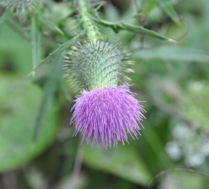 Thistle in bloom