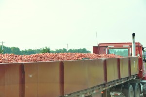 Truck full of Tomatoes