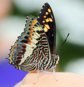 [Unknown - h] Butterfly, Franklin Park Conservatory, Columbus, OH - 2014-09-03