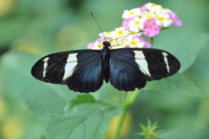 [Unknown o]  Butterfly, Franklin Park Conservatory, Columbus, OH - 2014-09-03