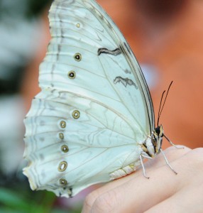 White Morph (a) Butterfly, Franklin Park Conservatory, Columbus, OH - 2014-09-03